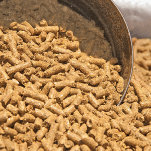 beef cattle nutrition