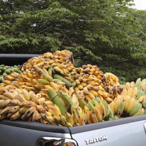 zamzam albahar premium bananas your daily natural energy snack