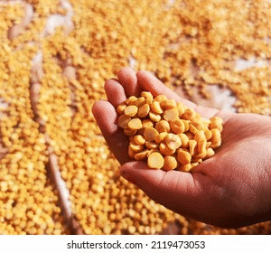 chana dal premium chana