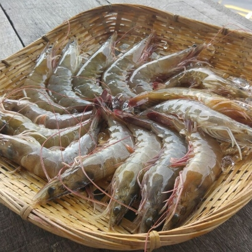 🦐zamzam albahar premium frozen shrimps versatile & delicious 🦐zamzam albahar premium frozen shrimps versatile & delicious