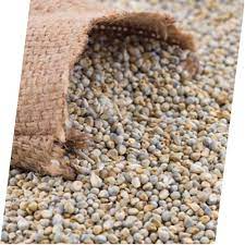 premium green millet (bajra/pearl millet) gluten free & nutrient rich whole grain