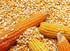 experience the freshness of premium maize (corn)