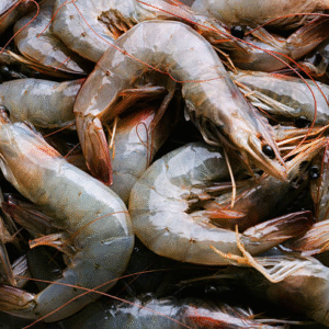 whole fresh raw shrimps seafood